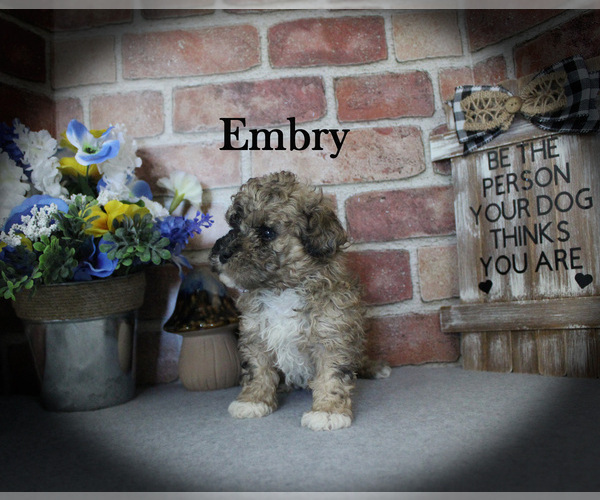 Medium Photo #4 Poodle (Miniature) Puppy For Sale in CHANUTE, KS, USA