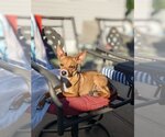 Small Photo #3 Chihuahua Puppy For Sale in Morganville, NJ, USA