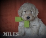Small Photo #2 Goldendoodle Puppy For Sale in ARCANUM, OH, USA