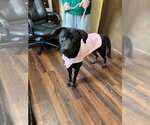 Small #8 Doberman Pinscher Mix