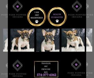 French Bulldog Puppy for sale in WARSAW, IN, USA