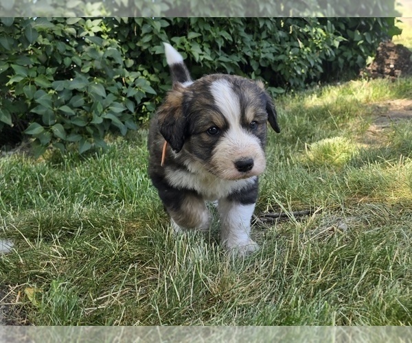 Medium Photo #2 Great Bernese Puppy For Sale in ELGIN, OR, USA