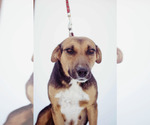 Small #16 Beagle-Collie Mix