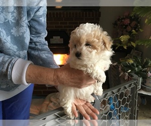 Poodle (Toy) Puppy for sale in EDGEWATER, MD, USA