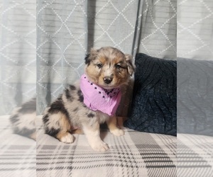 Australian Shepherd Puppy for sale in INDIANAPOLIS, IN, USA