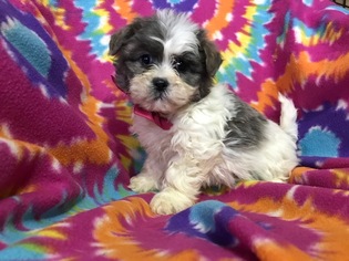 Zuchon Puppy for sale in EAST EARL, PA, USA
