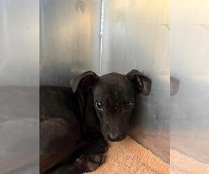 Boxador Dogs for adoption in Conroe, TX, USA