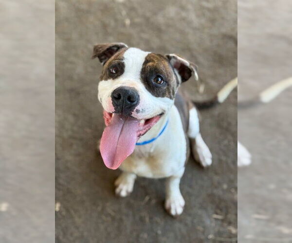 Medium Photo #1 Mutt Puppy For Sale in Riverside, CA, USA