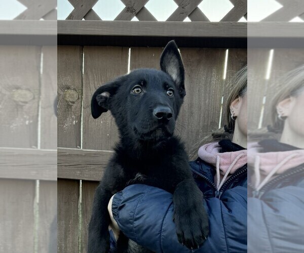 Medium Photo #11 German Shepherd Dog Puppy For Sale in OSTRANDER, OH, USA