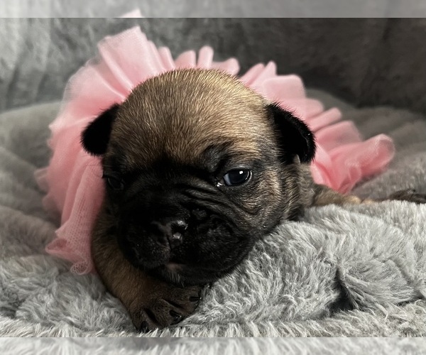 Medium Photo #5 French Bulldog Puppy For Sale in LEBANON, KY, USA