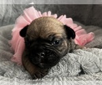 Small #4 French Bulldog