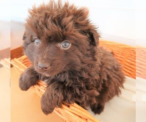 Australian Shepherd-Poodle (Toy) Mix Puppy for sale in KALAMAZOO, MI, USA