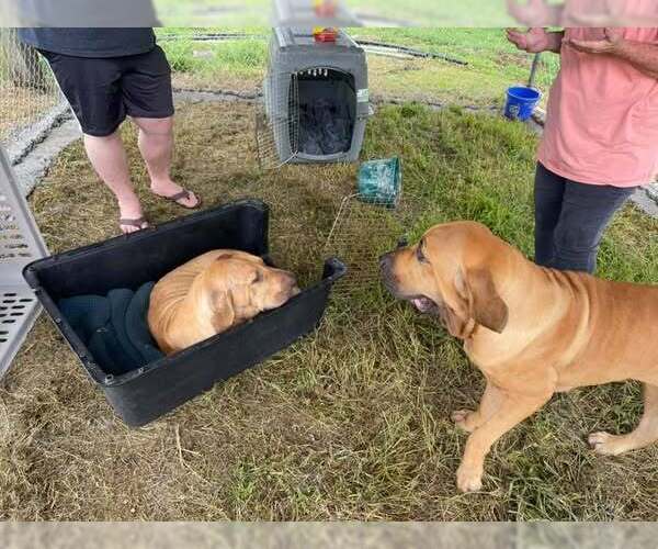 Medium Photo #13 Fila Brasileiro Puppy For Sale in Jasper, AL, USA