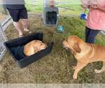Small #12 Fila Brasileiro