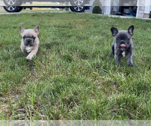 French Bulldog Litter for sale in OSCEOLA, IN, USA