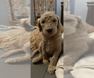 Poodle (Standard) Puppy for Sale in SIKESTON, Missouri USA
