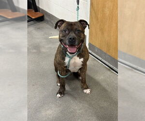 Mutt Dogs for adoption in Forestville, MD, USA