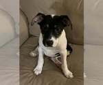 Small #18 Jack Russell Terrier Mix