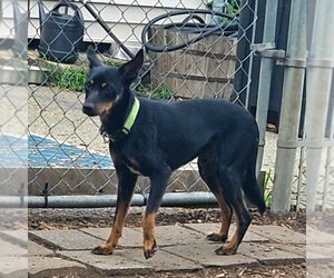 Miniature Pinscher Dogs for adoption in Bloomingdale, NJ, USA