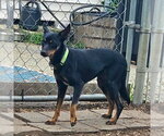 Small Miniature Pinscher