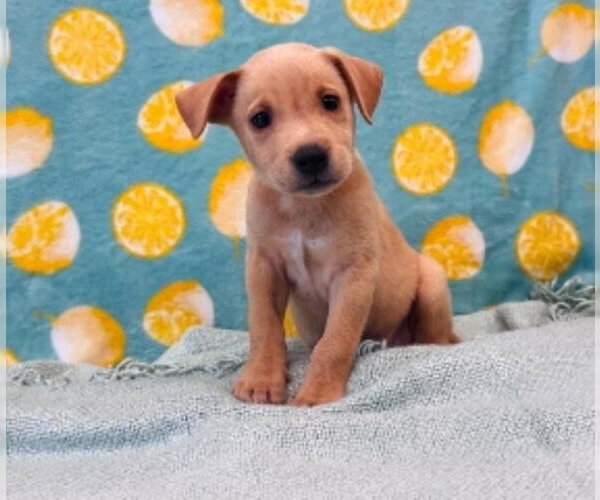 Medium Photo #1 Shepradors Puppy For Sale in Lakewood, CO, USA