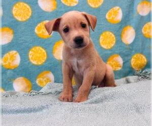 Shepradors Dogs for adoption in Lakewood, CO, USA