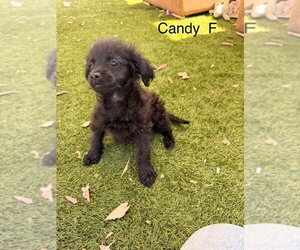 Mutt Dogs for adoption in Studio City, CA, USA