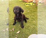 Small Mutt