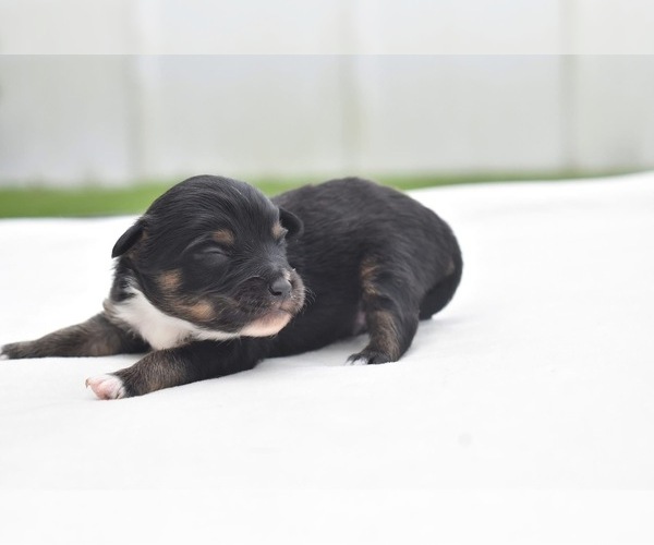 Medium Photo #4 Miniature Australian Shepherd Puppy For Sale in PALM COAST, FL, USA