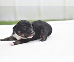Small #3 Miniature Australian Shepherd