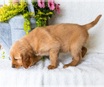 Small #4 Golden Retriever