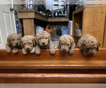 Small #3 Goldendoodle