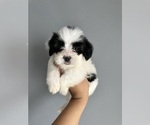 Small Photo #14 Maltipoo Puppy For Sale in ALBUQUERQUE, NM, USA