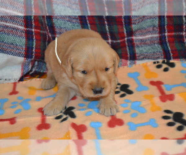 Medium Photo #12 Golden Retriever Puppy For Sale in OWEN, WI, USA