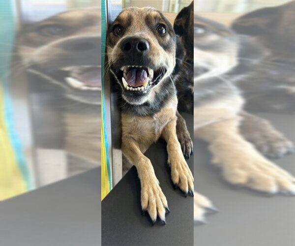Medium Photo #1 Mutt Puppy For Sale in Plano, TX, USA