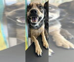 APOLLO - Male Mutt Dog for Adoption - Small photo