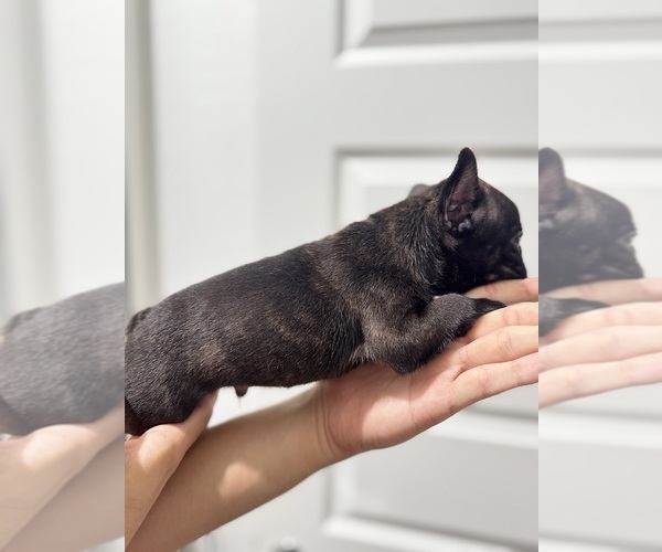 Medium Photo #8 French Bulldog Puppy For Sale in LAVEEN, AZ, USA