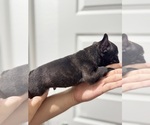 Small #7 French Bulldog