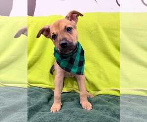 Mutt Dogs for adoption in Pompano Beach , FL, USA