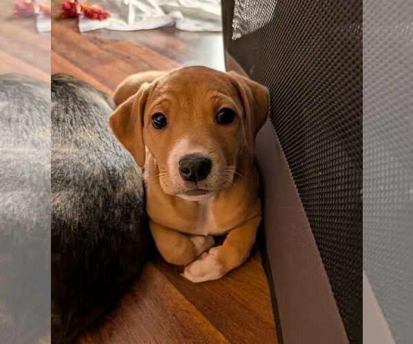 Medium Photo #1 Labrador Retriever-Unknown Mix Puppy For Sale in Plainfield, IL, USA