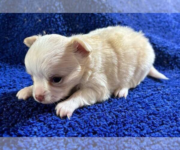 Medium Photo #9 Chihuahua Puppy For Sale in ABILENE, KS, USA