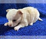 Small #8 Chihuahua
