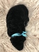 Small Photo #24 Goldendoodle Puppy For Sale in LAKELAND, FL, USA