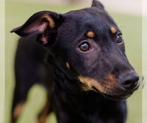 Mutt Dogs for adoption in Canton, CT, USA