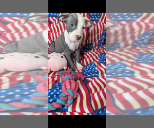 American Bully Puppy for sale in GROVETOWN, GA, USA
