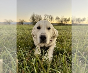 Mother of the English Cream Golden Retriever puppies born on 12/06/2025