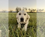 Small Photo #1 English Cream Golden Retriever Puppy For Sale in DE BEQUE, CO, USA