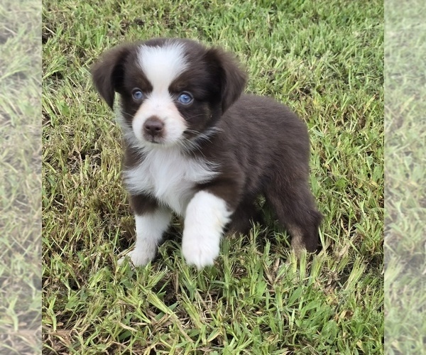 Medium Photo #4 Miniature Australian Shepherd Puppy For Sale in ELIZABETH CITY, NC, USA