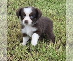 Small #3 Miniature Australian Shepherd