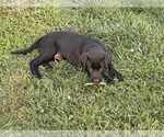 Small Photo #3 Labrador Retriever Puppy For Sale in SEDLEY, VA, USA